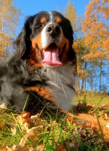 photodune-1672676-a-happy-bernese-mountain-dog-outdoors-m TALL